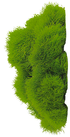 Dark Moss